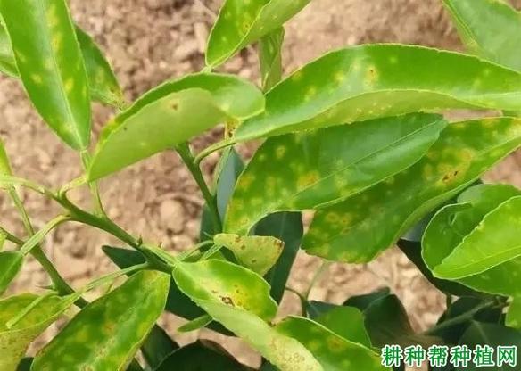 柑橘沃柑溃疡病秋季频发？新型生物农药与生物修复制剂防治指南